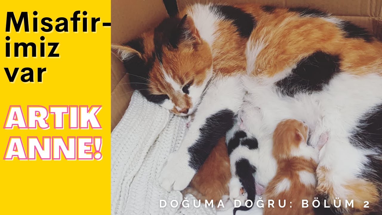 Yol kenarında bulduğum kedimiz yavruladı, yavruların desteğinize ihtiya&ccedil;ları var!