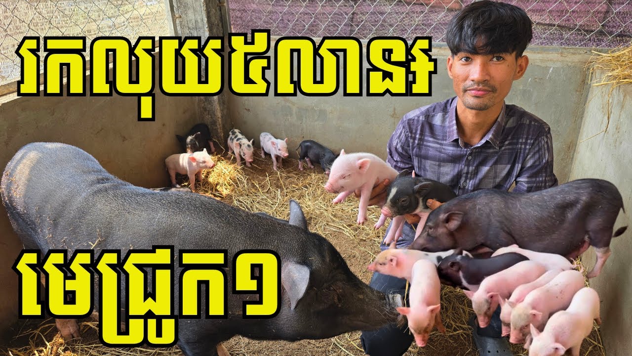 មេជ្រូកកណ្ដុរ១ក្បាល អាចរកចំណូលឲ្យម្ចាស់បាន ៥លានរៀល/ឆ្នាំ បើកូនញីកាន់តែច្រើន ចំណូលកាន់តែខ្ពស់