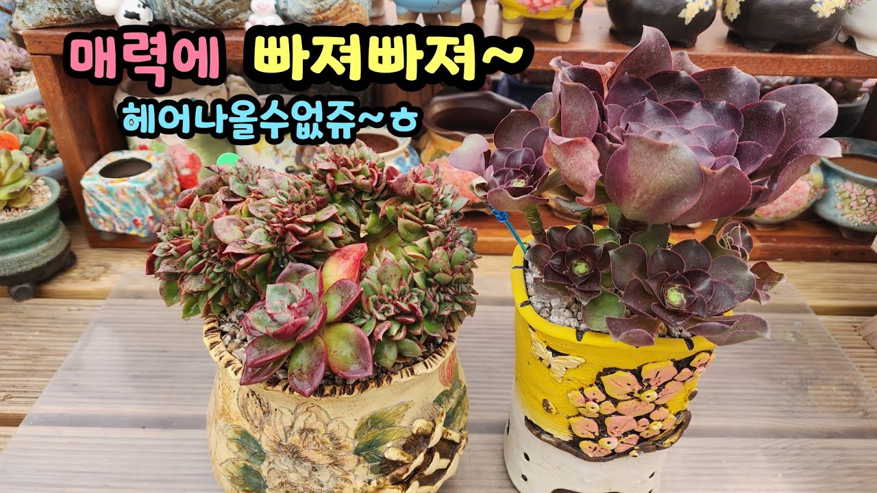 260215 예쁜다육이의매력에빠져빠져~🎶헤어나올수없네요~^^😅