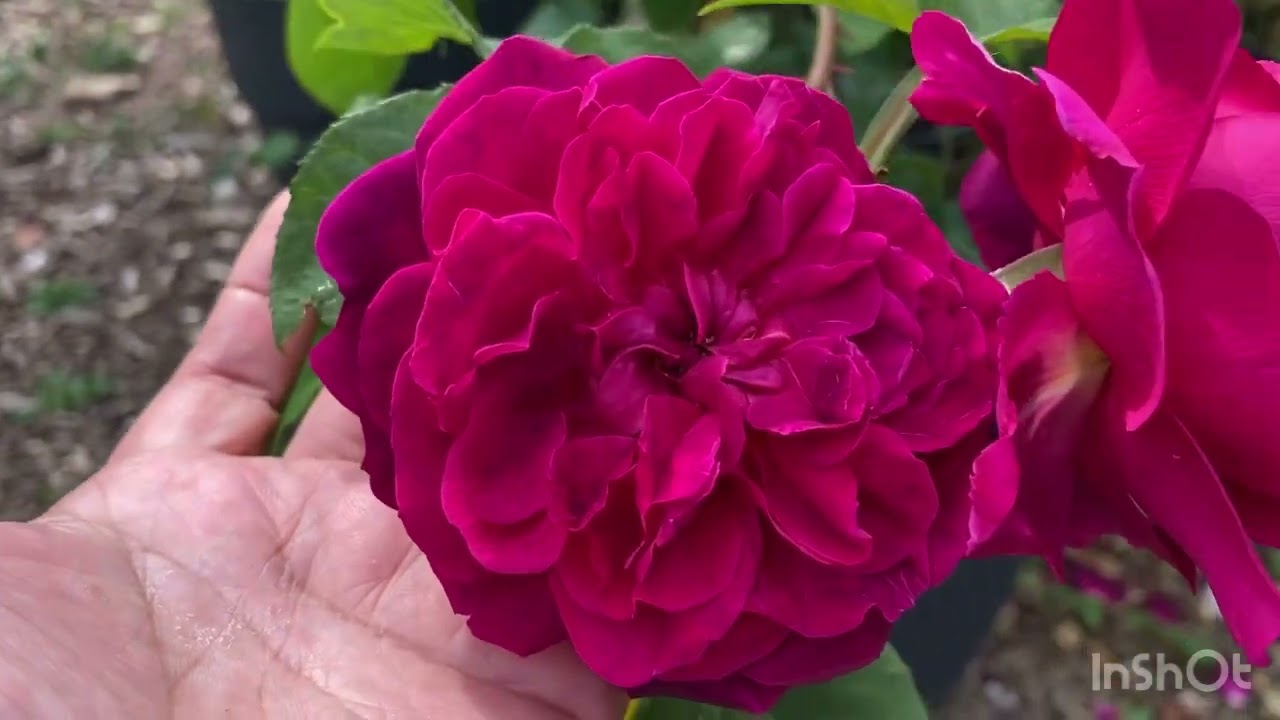 Top 5 most beautiful roses in my garden David Austin and more