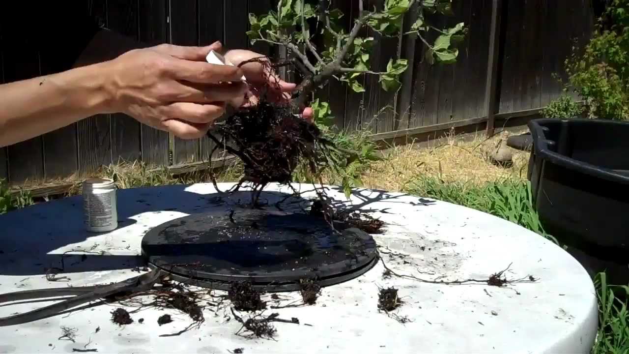 California Oak Preparation for Bonsai Part 2 Root Pruning