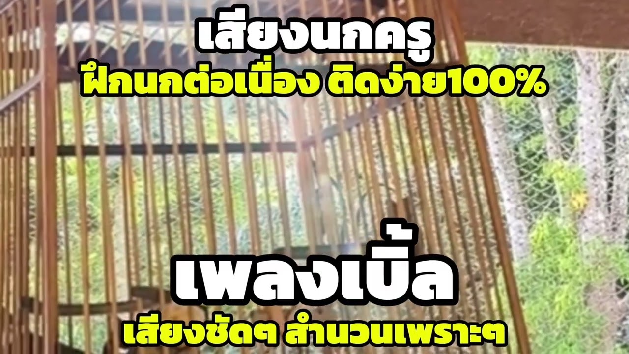 เสียงนกกรงหัวจุก เพลงเบิ้ล เสียงชัดเจน สำนวนเพราะ ฝึกนกติดง่าย100% #นกเบิ้ลอาชีพ #เสียงนกครู