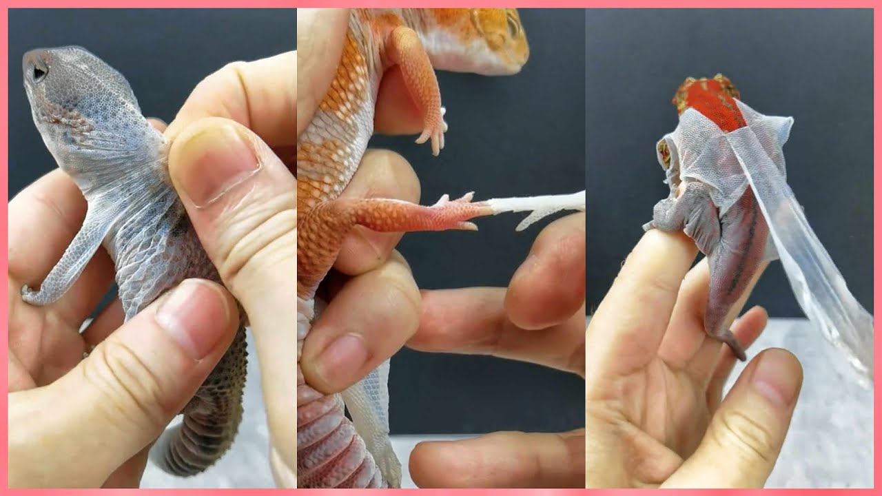 Lizard Peeling Skin ASMR Part 1 | Super Relaxing Visuals to Help You Sleep