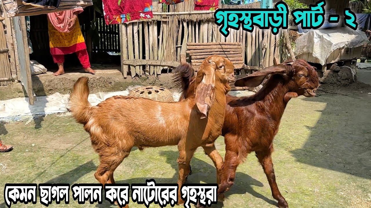 গৃহস্থবাড়ী পার্ট-২ । নাটোরের গৃহস্থরা কেমন ছাগল পালন করে এবং ছাগল রাখার ঘর কেমন দেখুন। Goat Farm