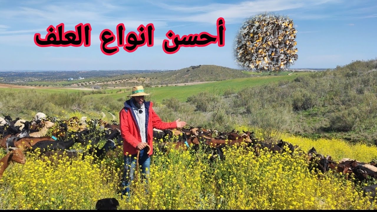 احسن انواع العلف للحليب و التسمين و تبارك الرحمن الحقول في أبهى صورة