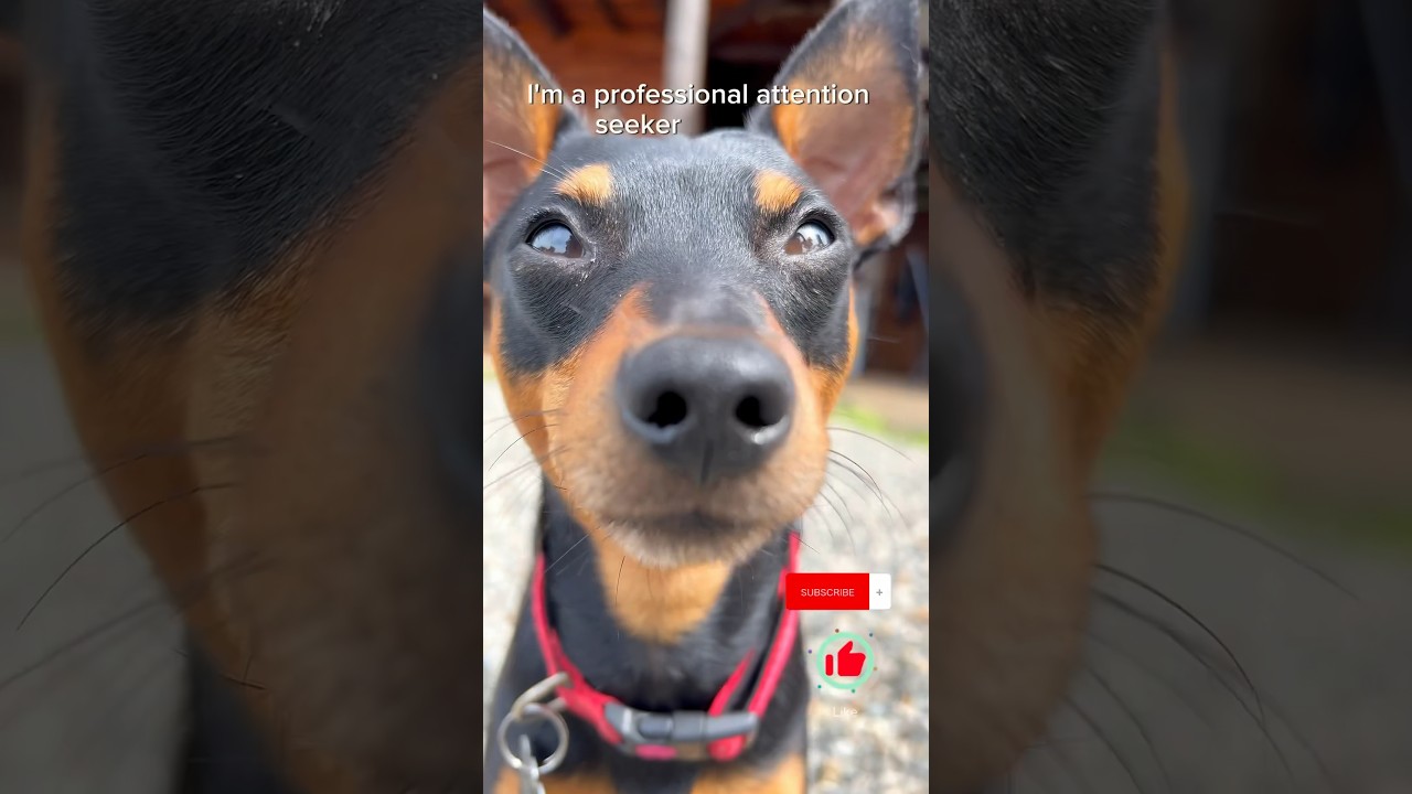 Mini Pinscher is a professional Attention seeker 😂🐾 #dog #dogshorts #doglover #funnydogsvideos
