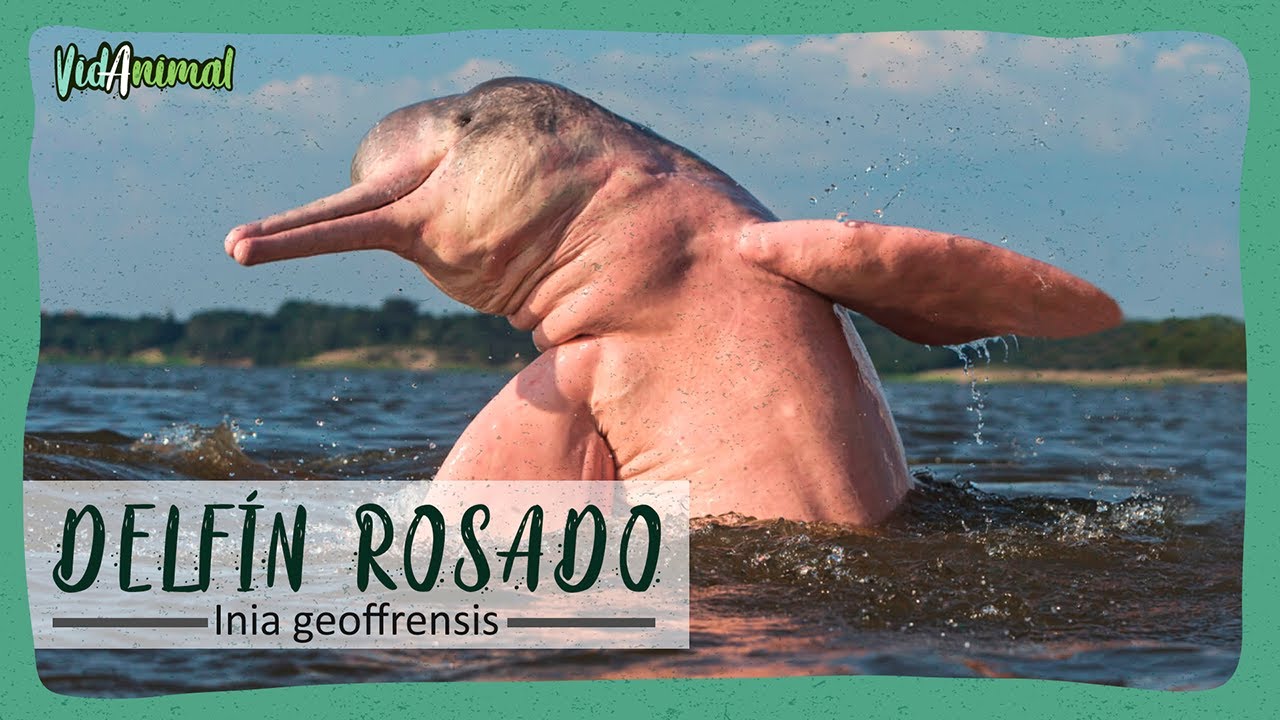TODO sobre el DELFÍN ROSADO: Un animal de leyenda,