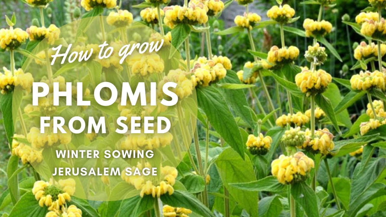 How to Winter Sow Phlomis & Grow from Seed | Perennial Garden