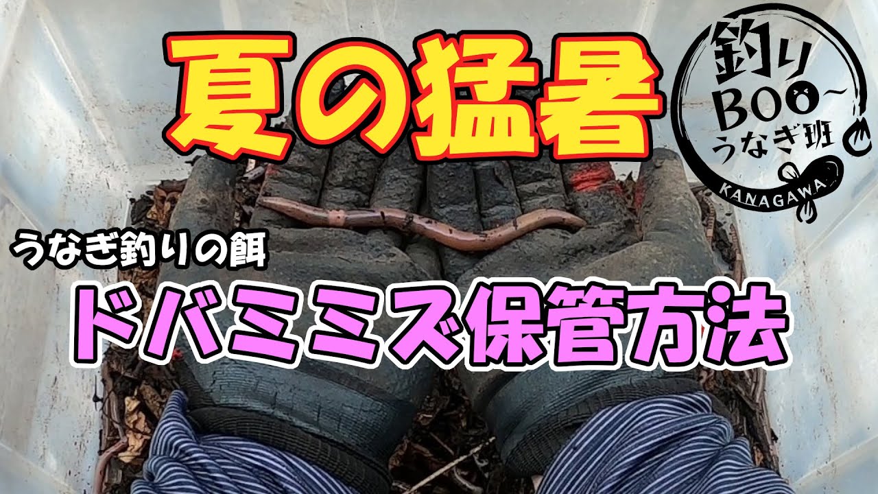 夏の猛暑、ドバミミズの保管。うなぎ釣りの最強エサはこうやって保管しています。