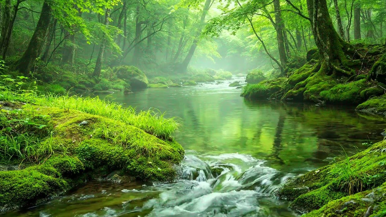 Gentle Stream Flow and Chirping Birds in Forest, Ten Hours of White Noise for Sleep and Calm
