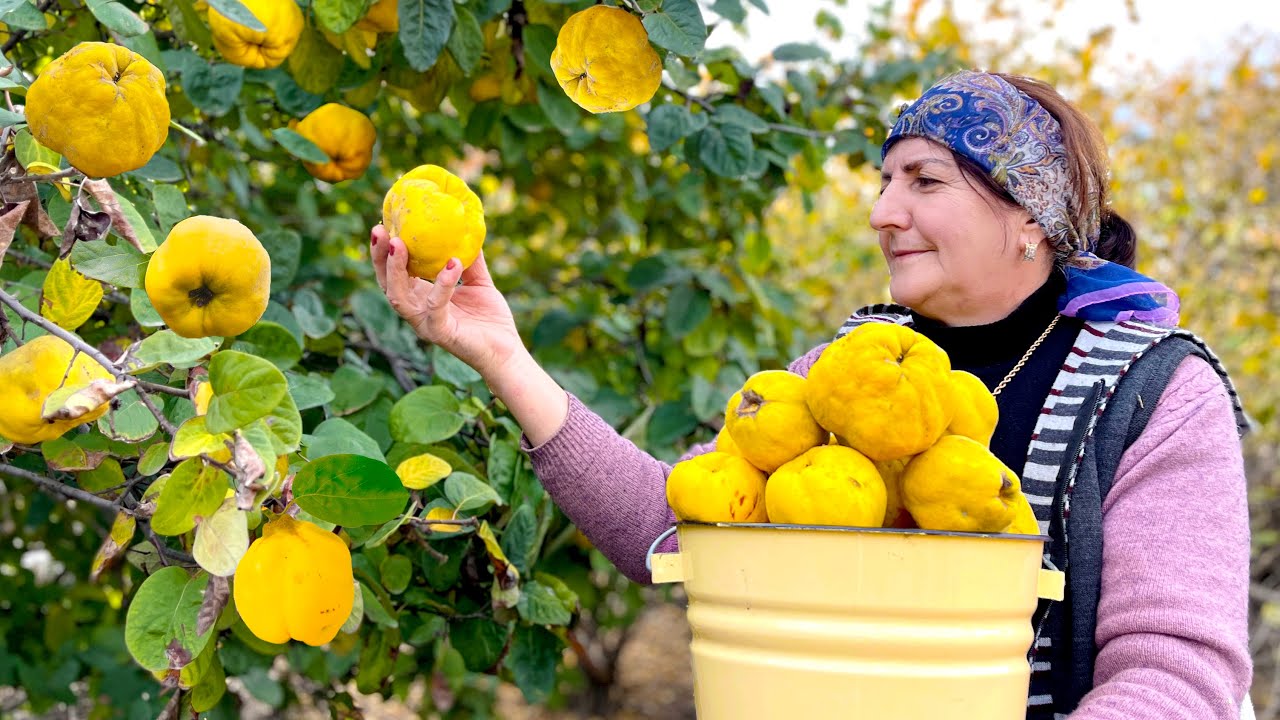 Бабушка собирает свежую айву - выпекает варенье из айвы и пирог с мармеладом