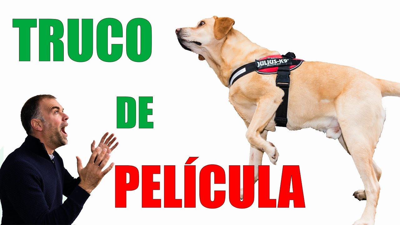 Cómo Enseñar a Tu PERRO a COJEAR (Método SENCILLO)