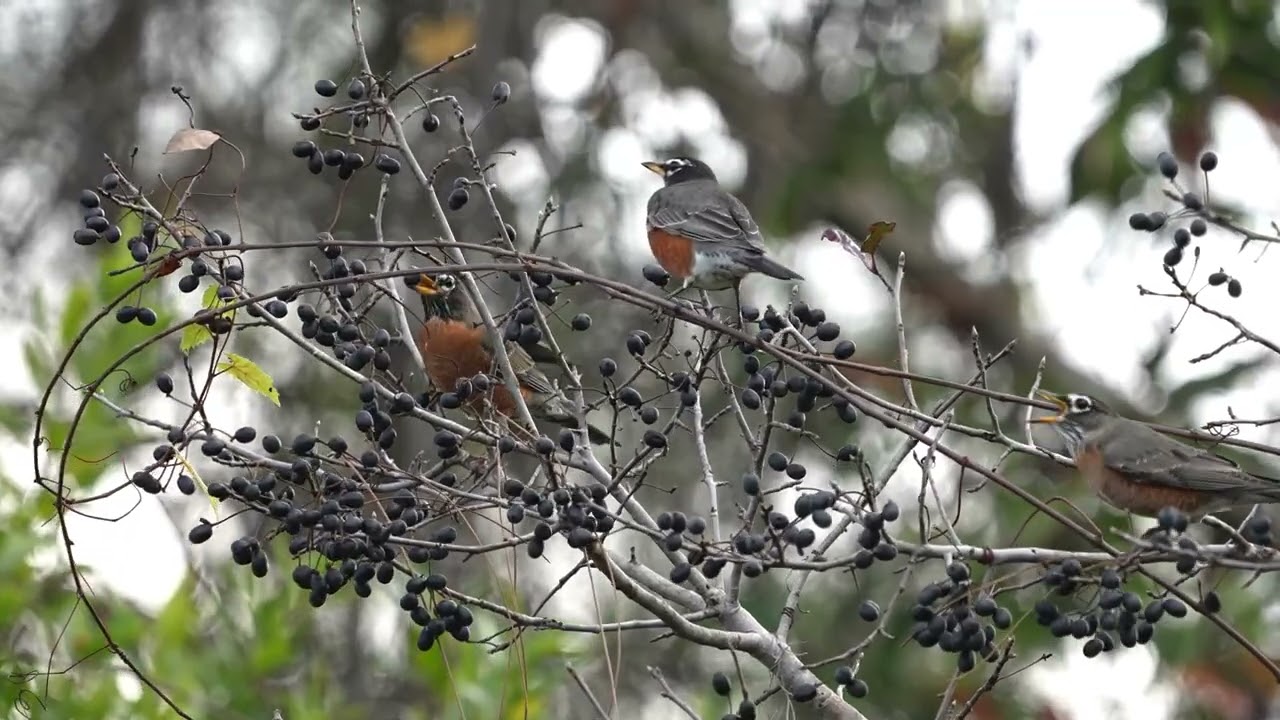AMERICAN ROBINS