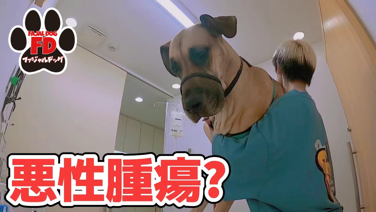 【超大型犬】信じたくない…主治医と今後を話します。