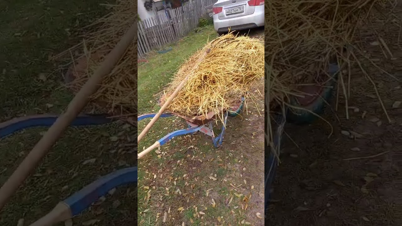 сьели все цветы у двора!