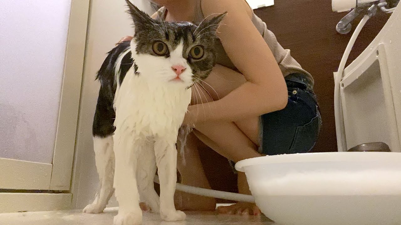 ママとお風呂に入る息子猫