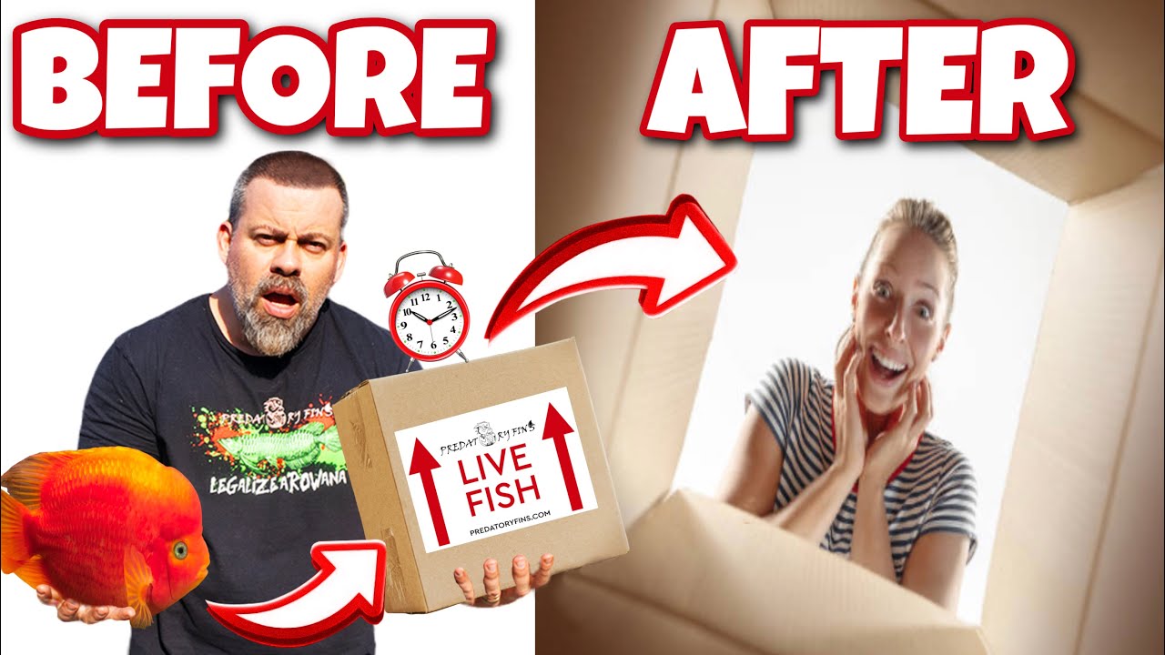 How Do We Pack and Ship Tropical Fish overnight?! How long can they survive in the box?