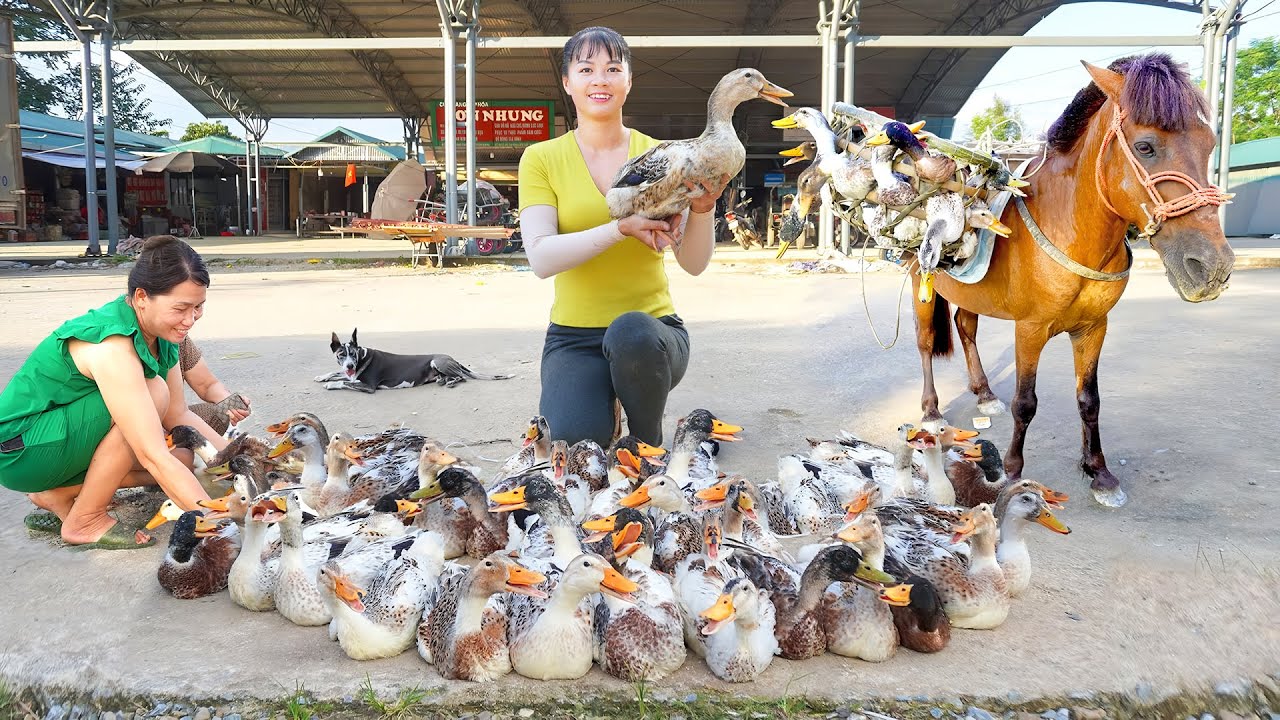 Harvesting Many Ducks Goes To The Market Sell - Use a Horses To Carry Ducks | Tiểu Vân Daily Life