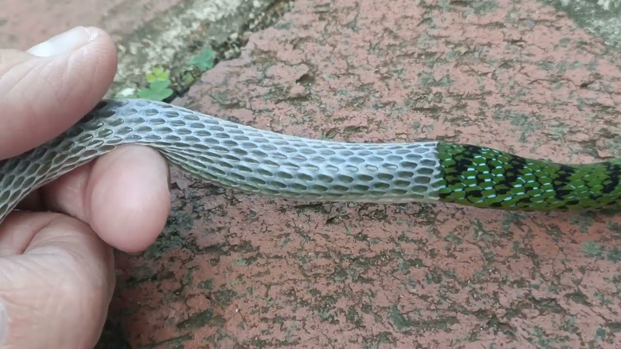 Shedding a Beautiful Spotted Bush Snake 
