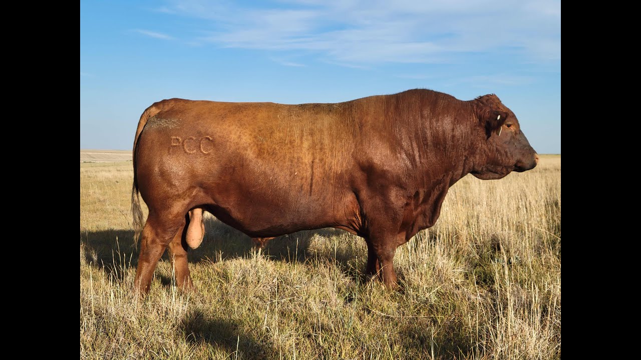 Herd Quitter® Minute - How to pick your next bull