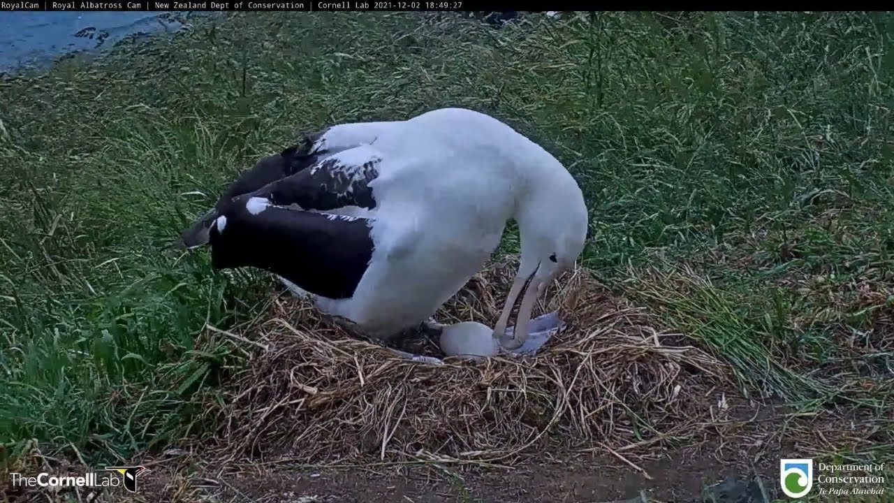 Royal Albatross Cam Moves To Quarry Track As Nest Location For 2021-22 Season | DOC | Cornell Lab