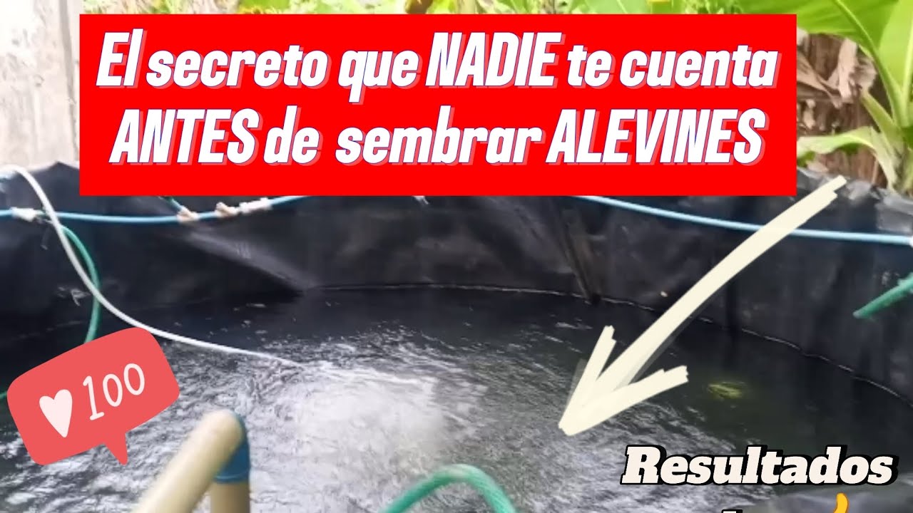 El secreto que NADIE te cuenta ANTES de sembrar ALEVINES, funciona! 