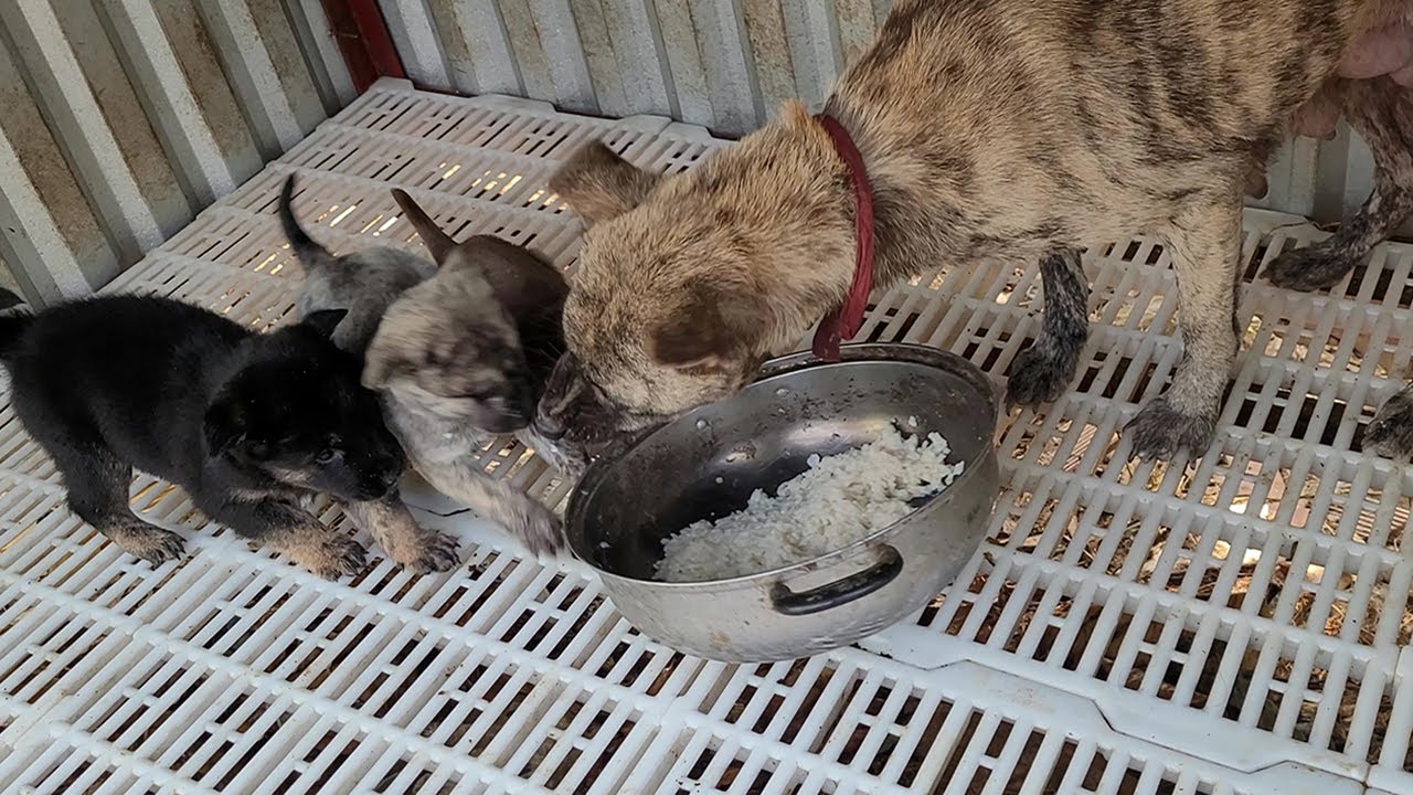 Angry Mother Dog Doesn't Want To Share Food With Her Puppies