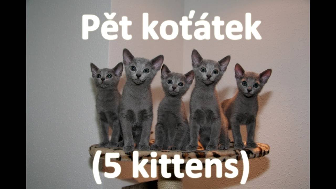Základní číslovky / Basic numbers | Czech pronunciation