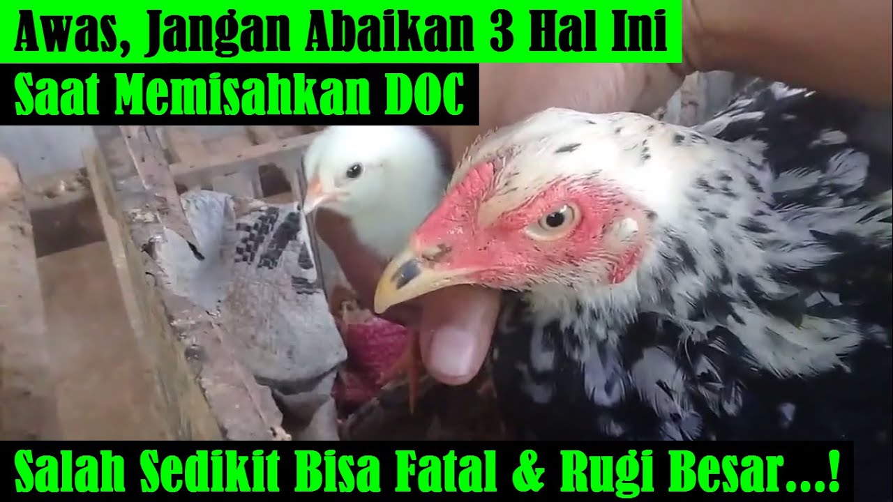 BAHAYA! Jangan Abaikan 3 Hal Ini Ketika Memisahkan DOC Anak Ayam dari Induknya
