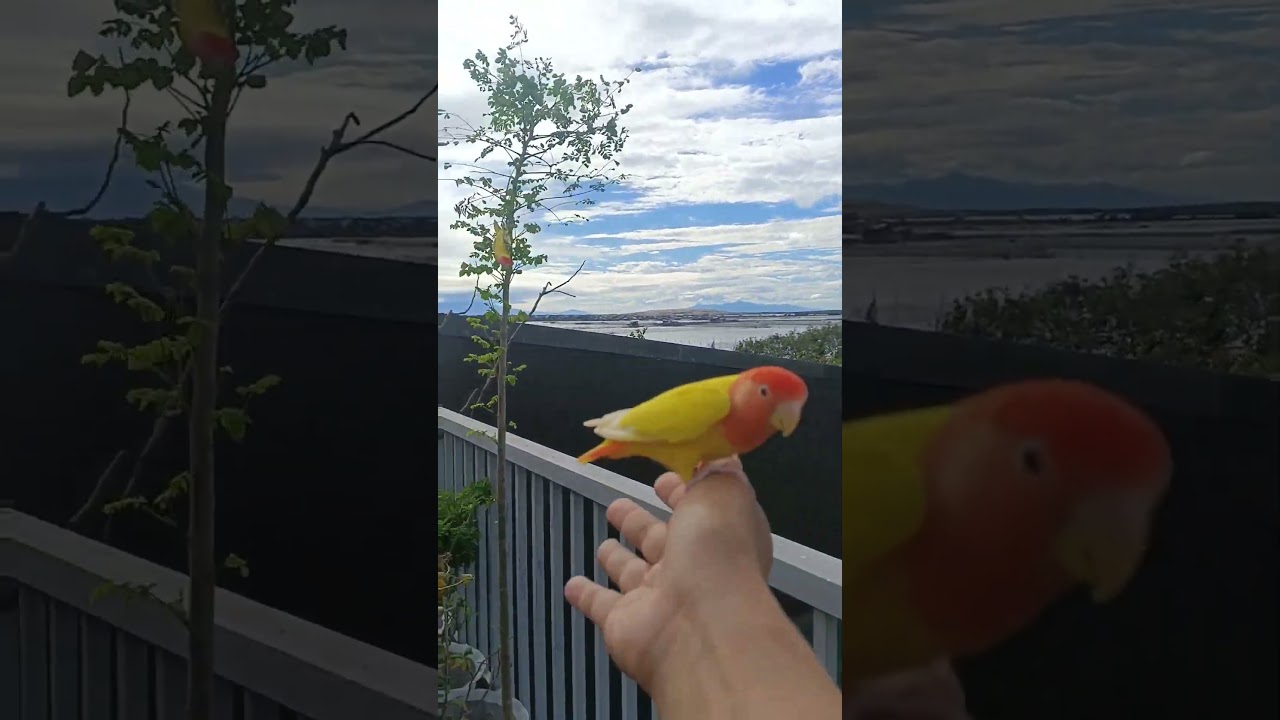 FREE FLYING AFRICAN LOVEBIRDS