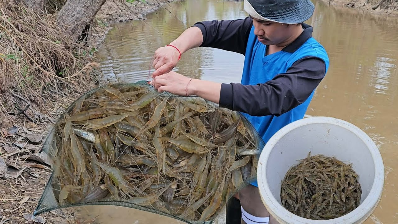 ใส่ตุ้มกุ้งข้ามคืนยกแต่ละหลังเต้นซวดๆเข้าทุกหลัง หมานเป็นกิโล 8/2/2569