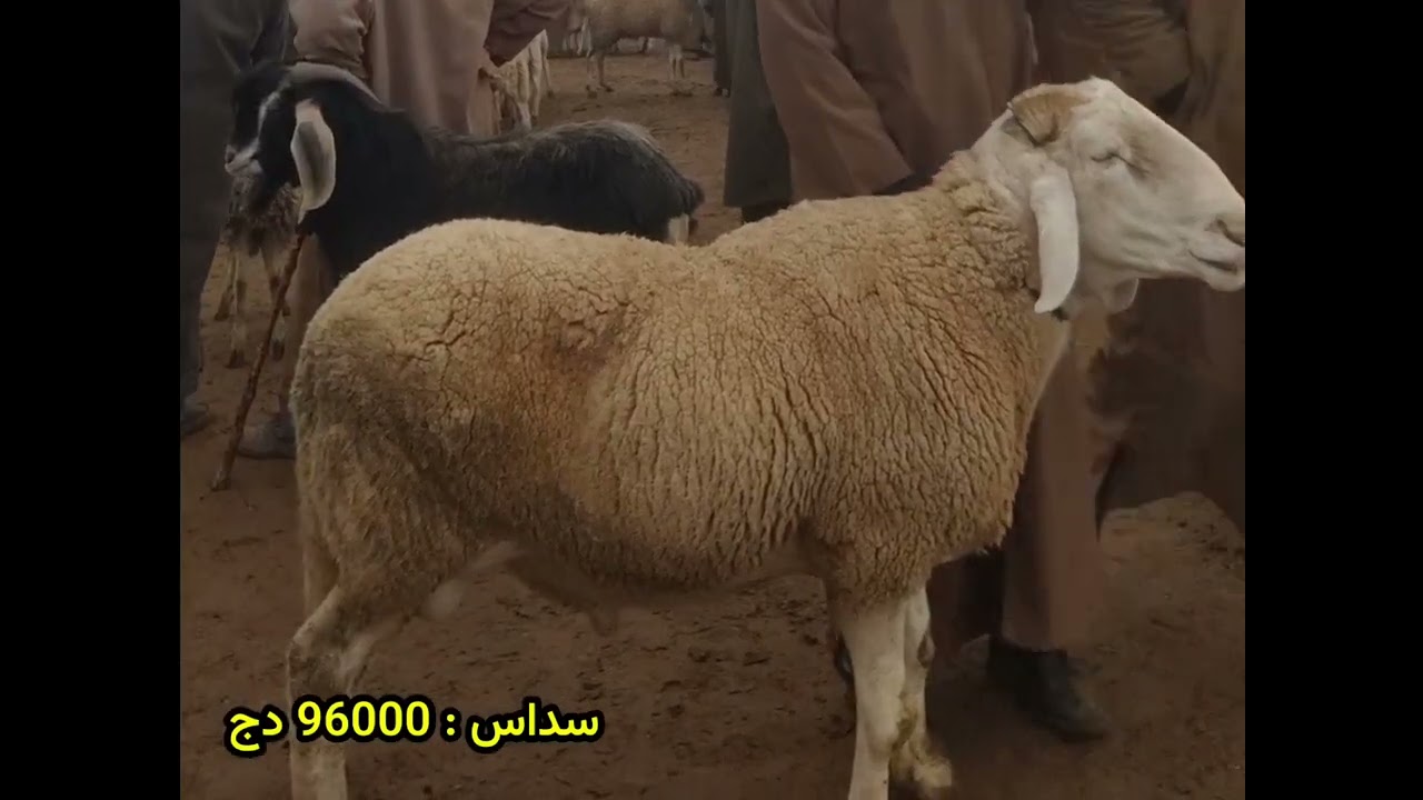 أسعار الماواشي اليوم في ولاية تيارت 28 فيفري 2026 أسعار في اتخفاض 