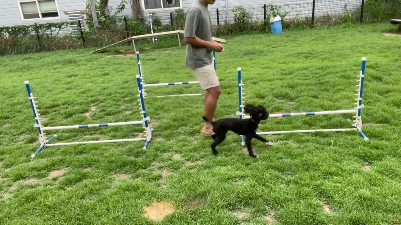 Agility : Handling with Janggab 13/07/2022