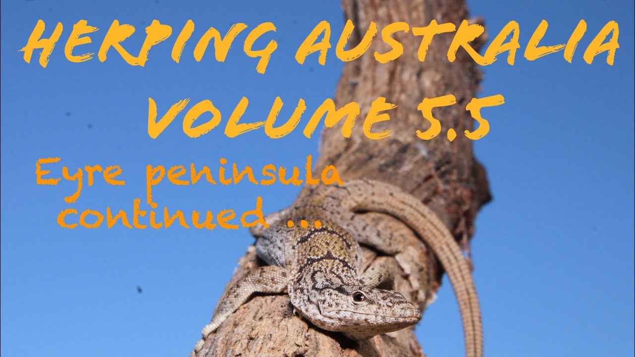 Herping Australia Volume 5.5: Eyre peninsula continued…