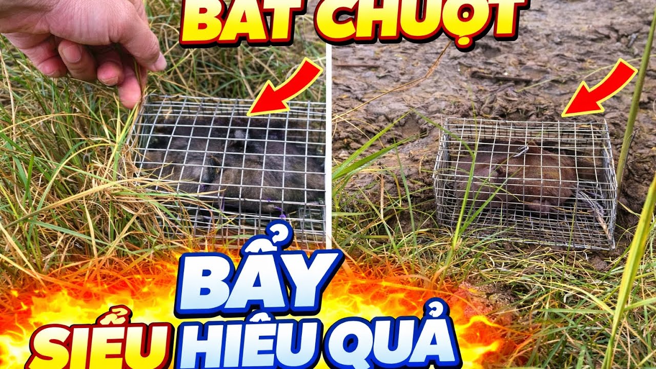 Trọng Nguyễn TV - Bẫy chuột đường mòn dính toàn hàng khủng