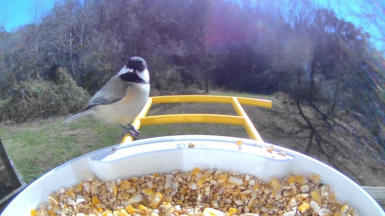 Birds of East Tennessee