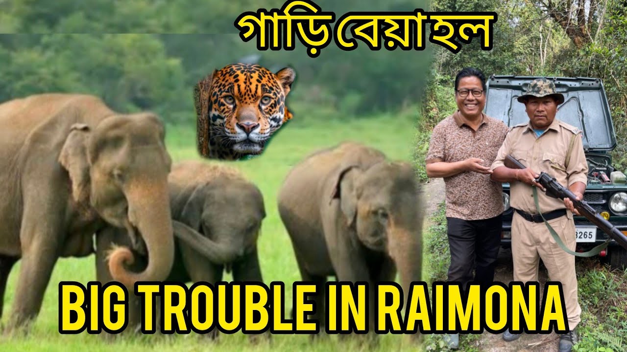 Big Trouble In Raimona l গভীৰ জংঘলত জিপচী বেয়া হল । Jamduar পাওঁতে আন্ধাৰ হ’ল l