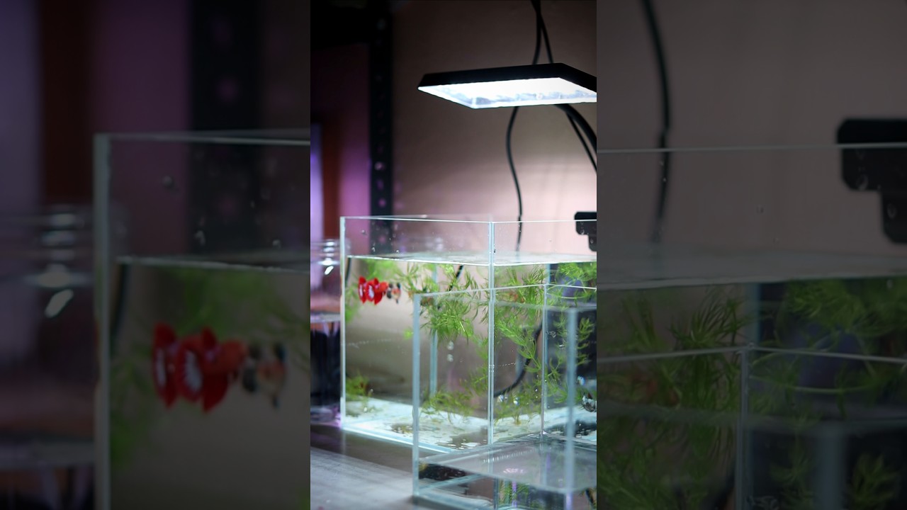 Female Betta Sorority. 