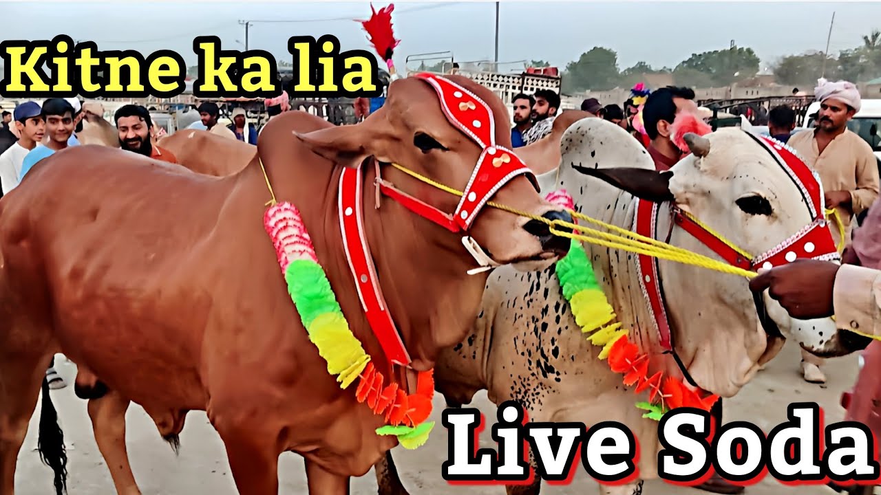 Shahpur kanjra mandi lahore 2025 | Cow mandi Lahore 2025 | Sahiwal chlolistani bachre | Bakra mandi