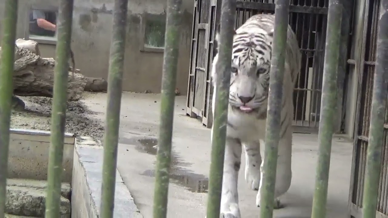 2024.7.14 宇都宮動物園☆ホワイトタイガーのシラナミ姫へお肉ケーキ！