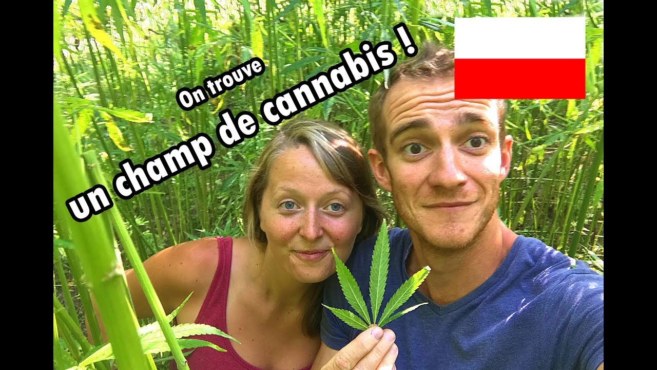 ON TROUVE UN CHAMP DE CANNABIS !! - POLOGNE - Nomades 2.0