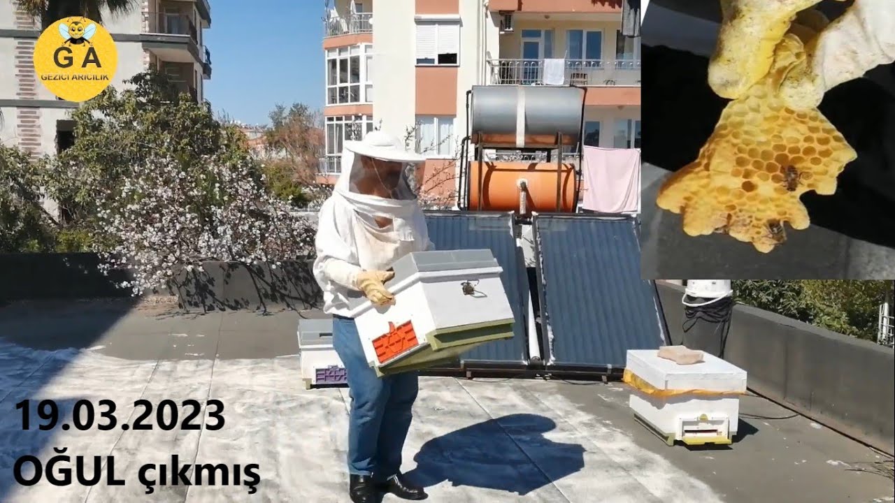 Evin çatısında arı bakımı - 2 katlı kovan oğula gitti - Arıcılık - Beekeeping