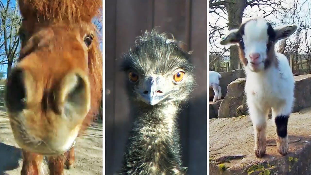 Tierparks in Hessen: Opelzoo in Kronberg | hessenschau