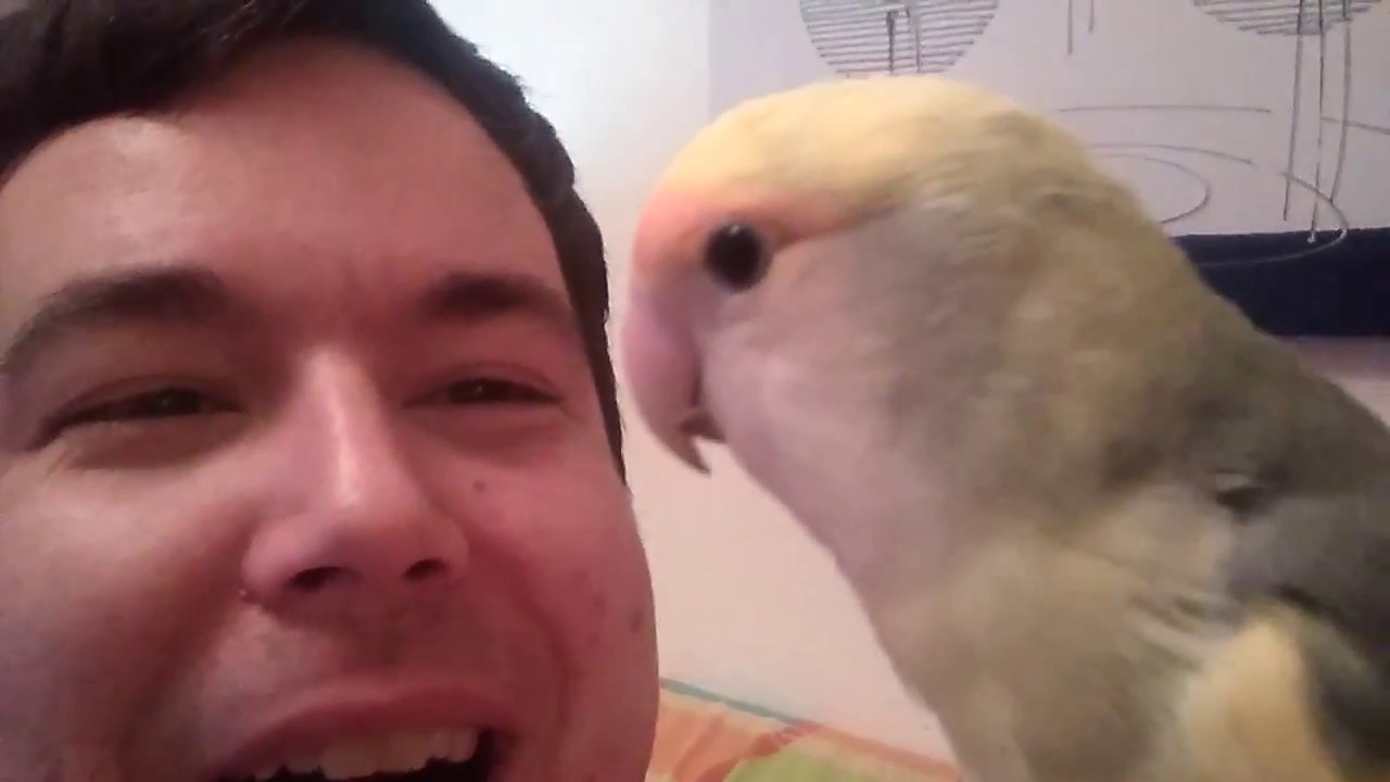 Romanorvm y Pluma responderán vuestras preguntas en DIRECTOS