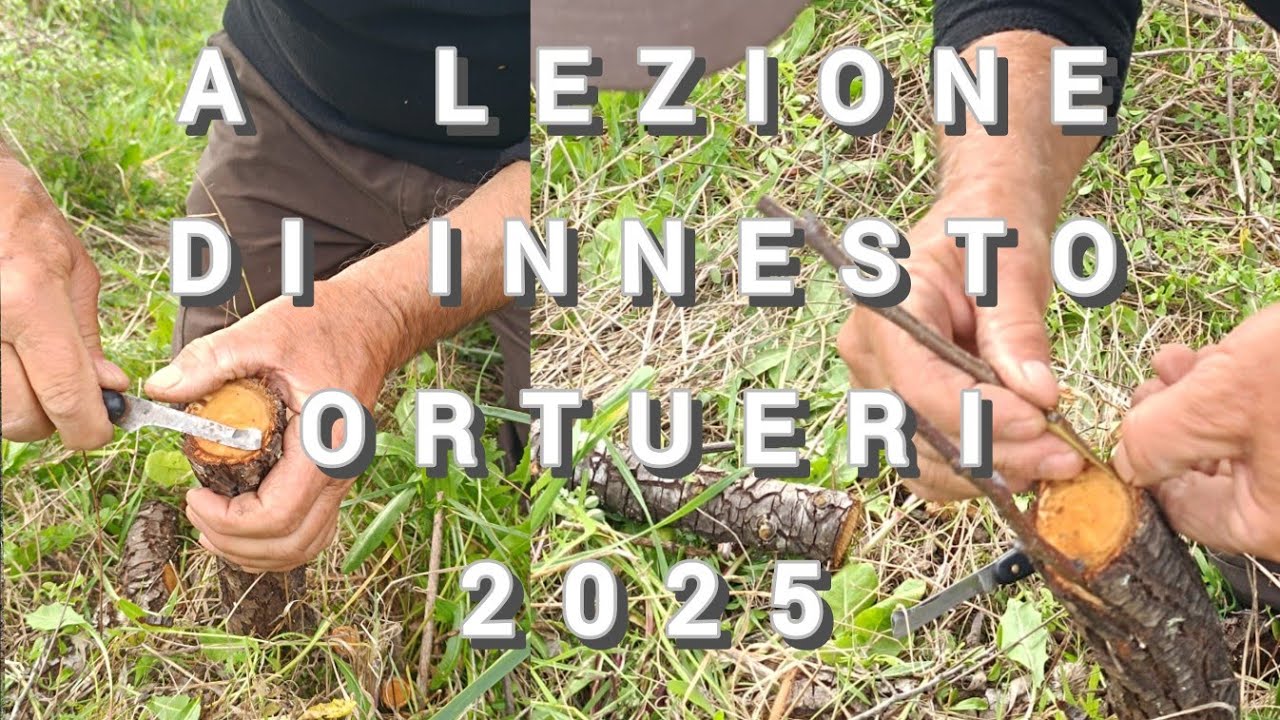 Una giornata dedicata agli innesti #Ortueri #2025shorts #mandrolisai