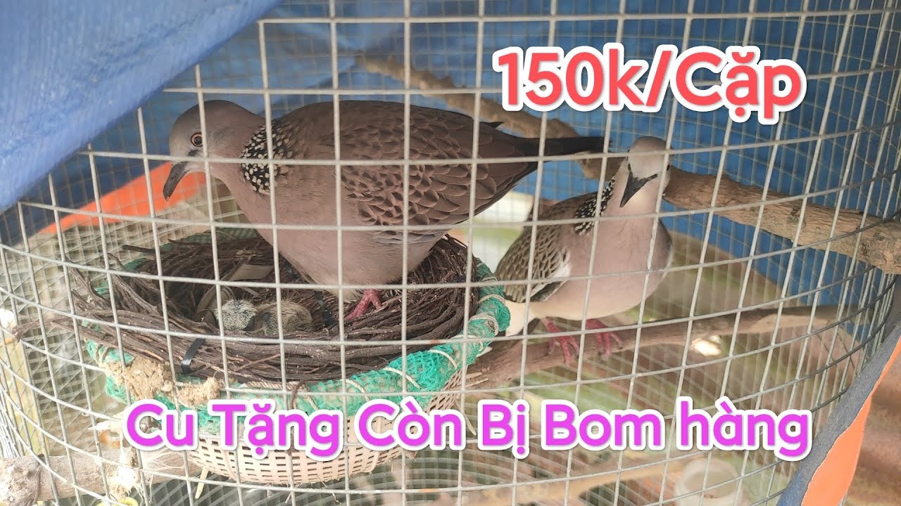 Chim Cu Gáy Thái giá rẻ bèo. Tặng Chim Miễn Phí Ship còn bị bom hàng :))