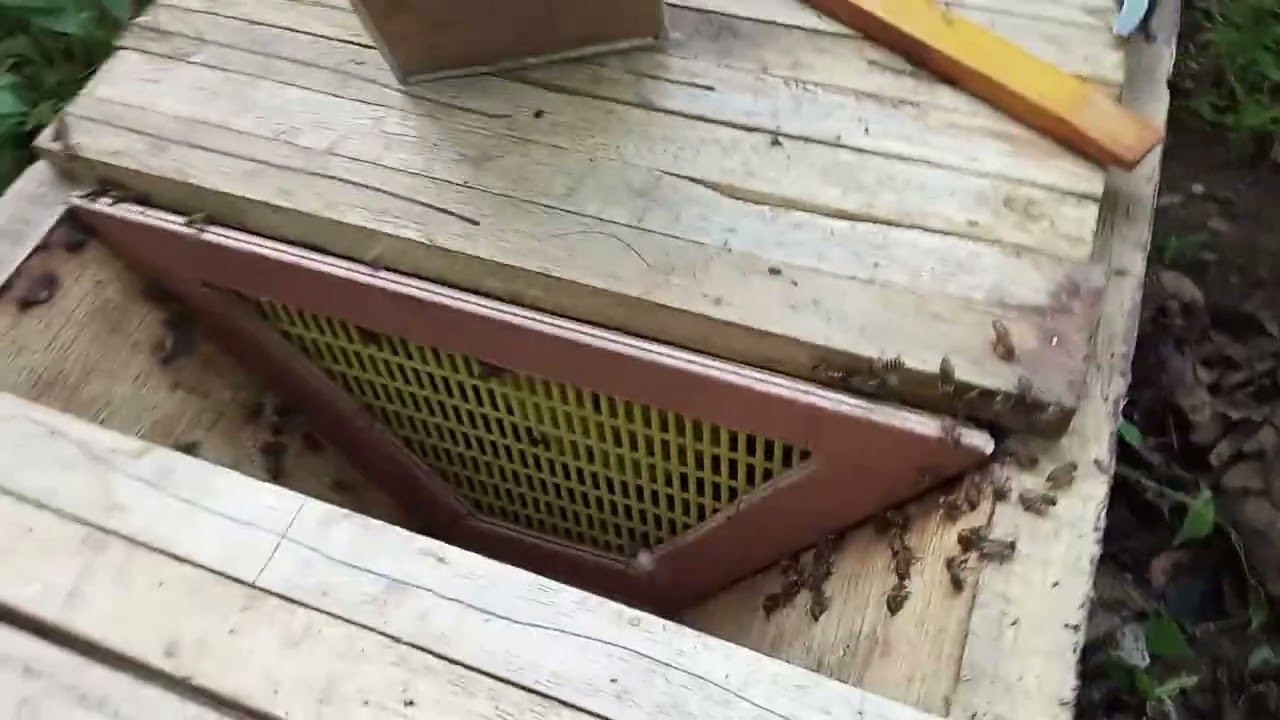 Pose de la grille à reine dans une ruche kényane