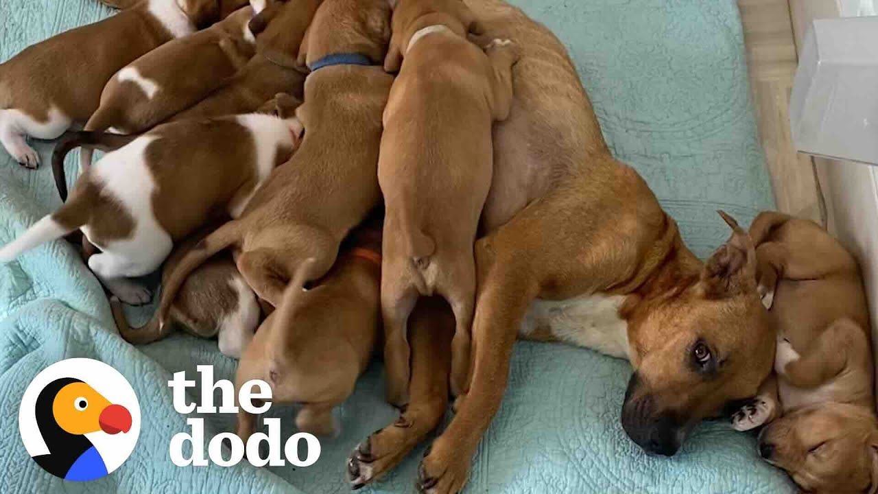 Scared Shelter Dog With 14 Puppies Slowly Learns To Trust Her Rescuers | The Dodo
