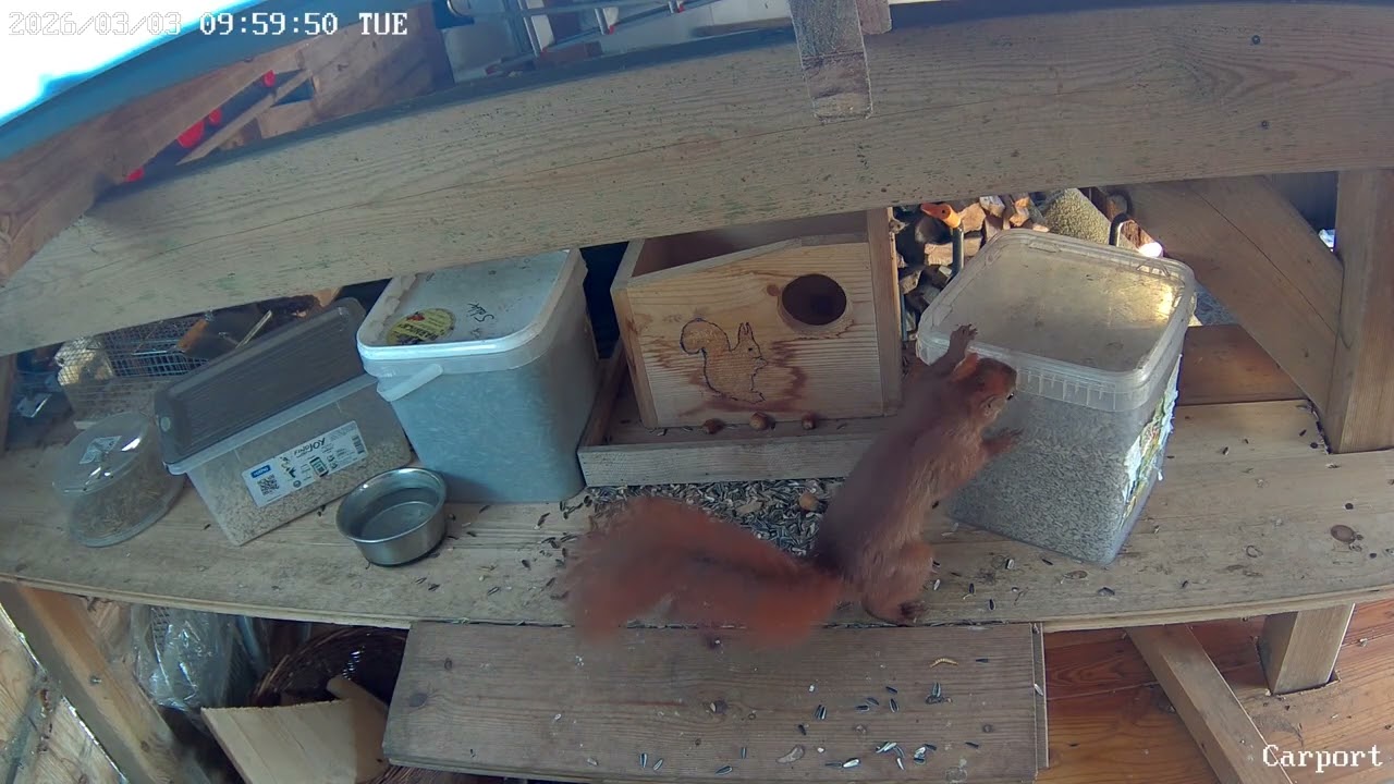 Rotkehlchen, Meise und Eichhörnchen kommen ab 9 Uhr an die Boxen