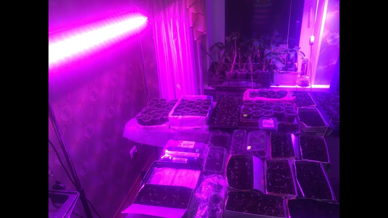 Линейная лампа FULL . Минифермер .Подготовка к плодоношению  и цветению. Подсветка рассады